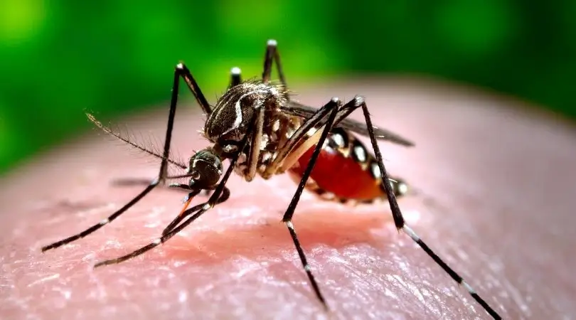 Aedes aegypti - Tiger mosquito