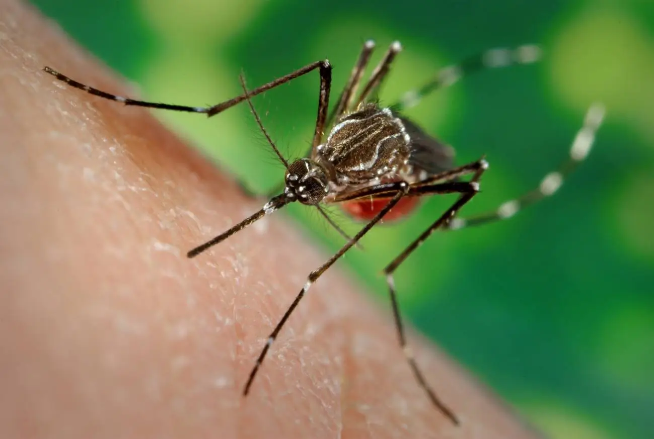Aedes-aegypti - ZIKA-DENGUE-YELLOW-FEVER