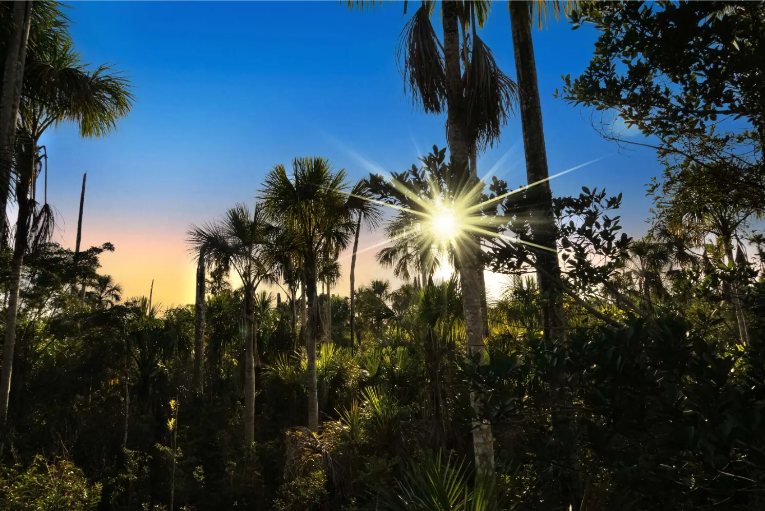 Aguaje Palm Swamp in Sierra del Divisor