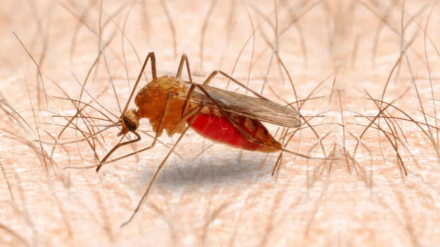Anopheles spp. - Mosquito