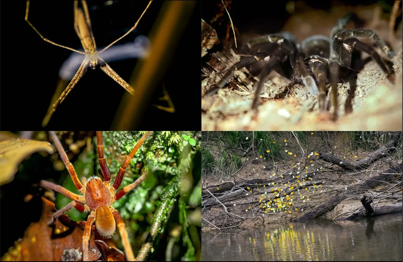 Arachnids and Insects of Sierra del Divisor National Park