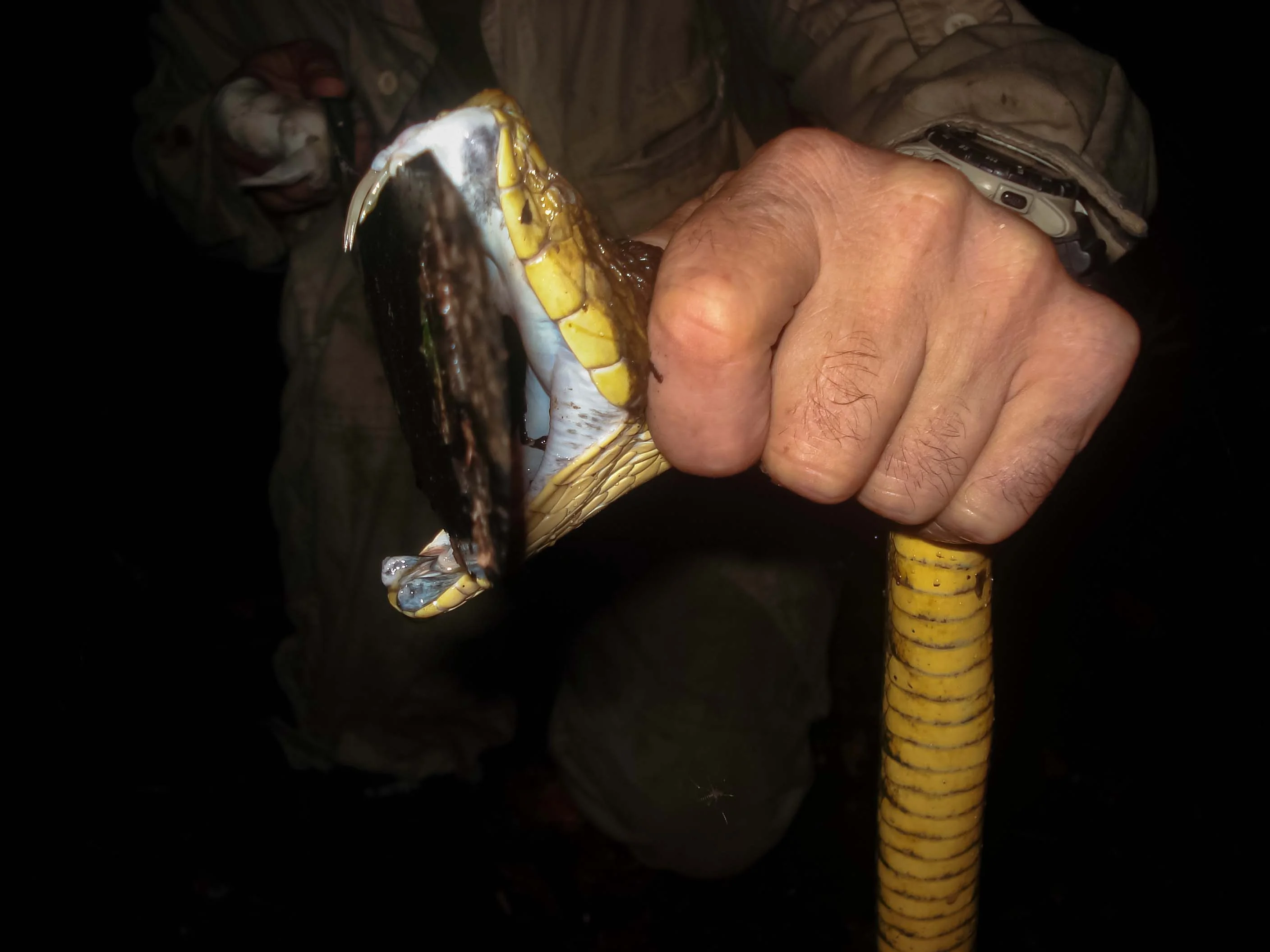Bothrops atrox Snakes of the jungle