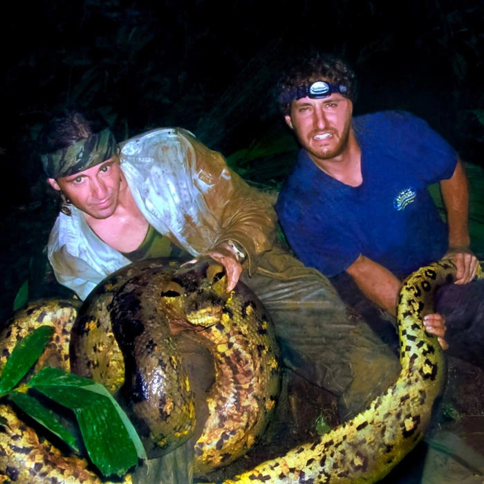 Capture of giant anaconda