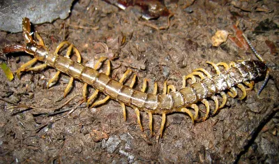 Centipedes-Scolopendra