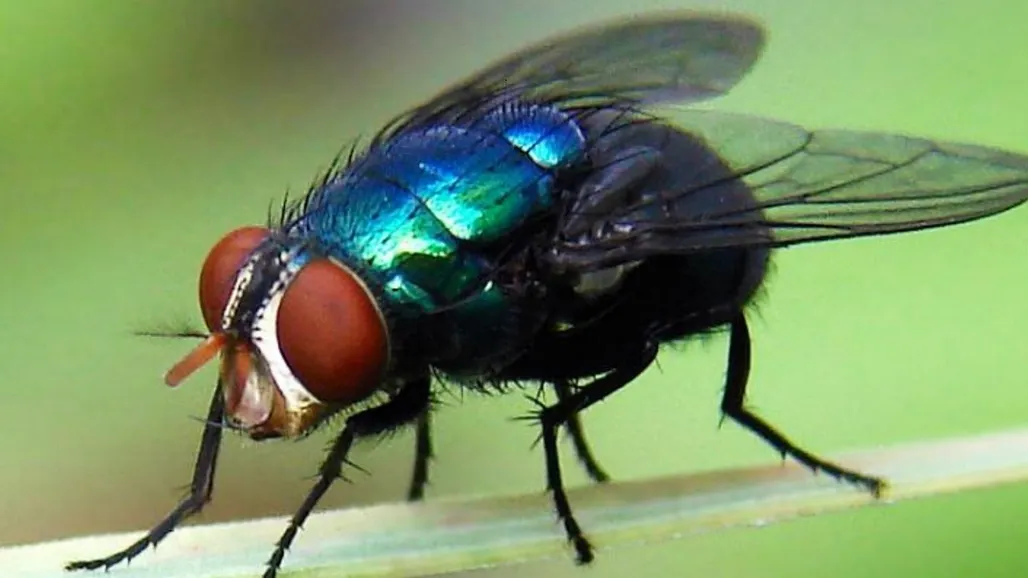 Cochliomyia hominivorax - New World screwworm fly - Mosca del gusano barrenador