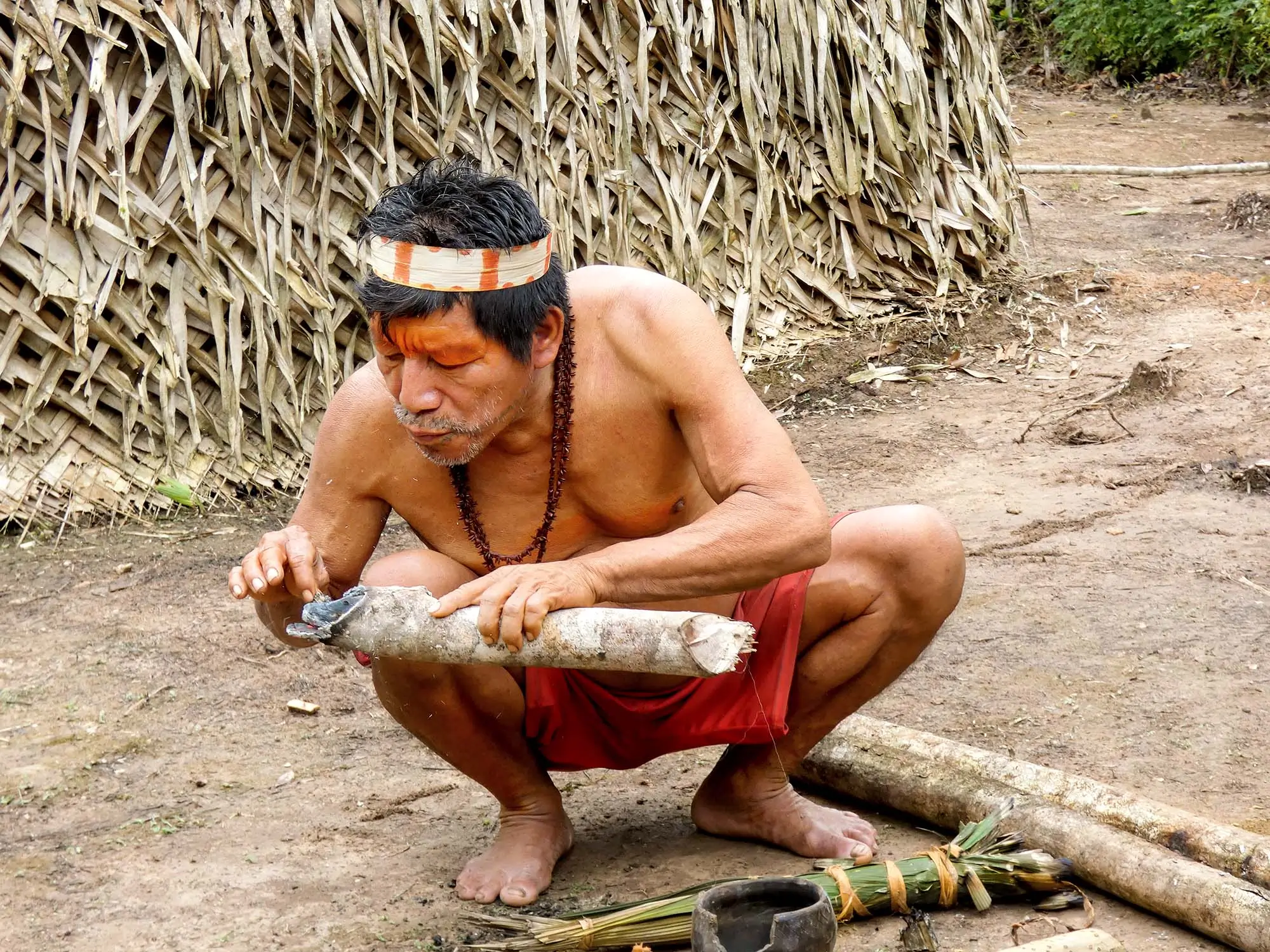 Expert Matsés Hunter Extracting Sacred Kambo Secretion (Phyllomedusa bicolor)