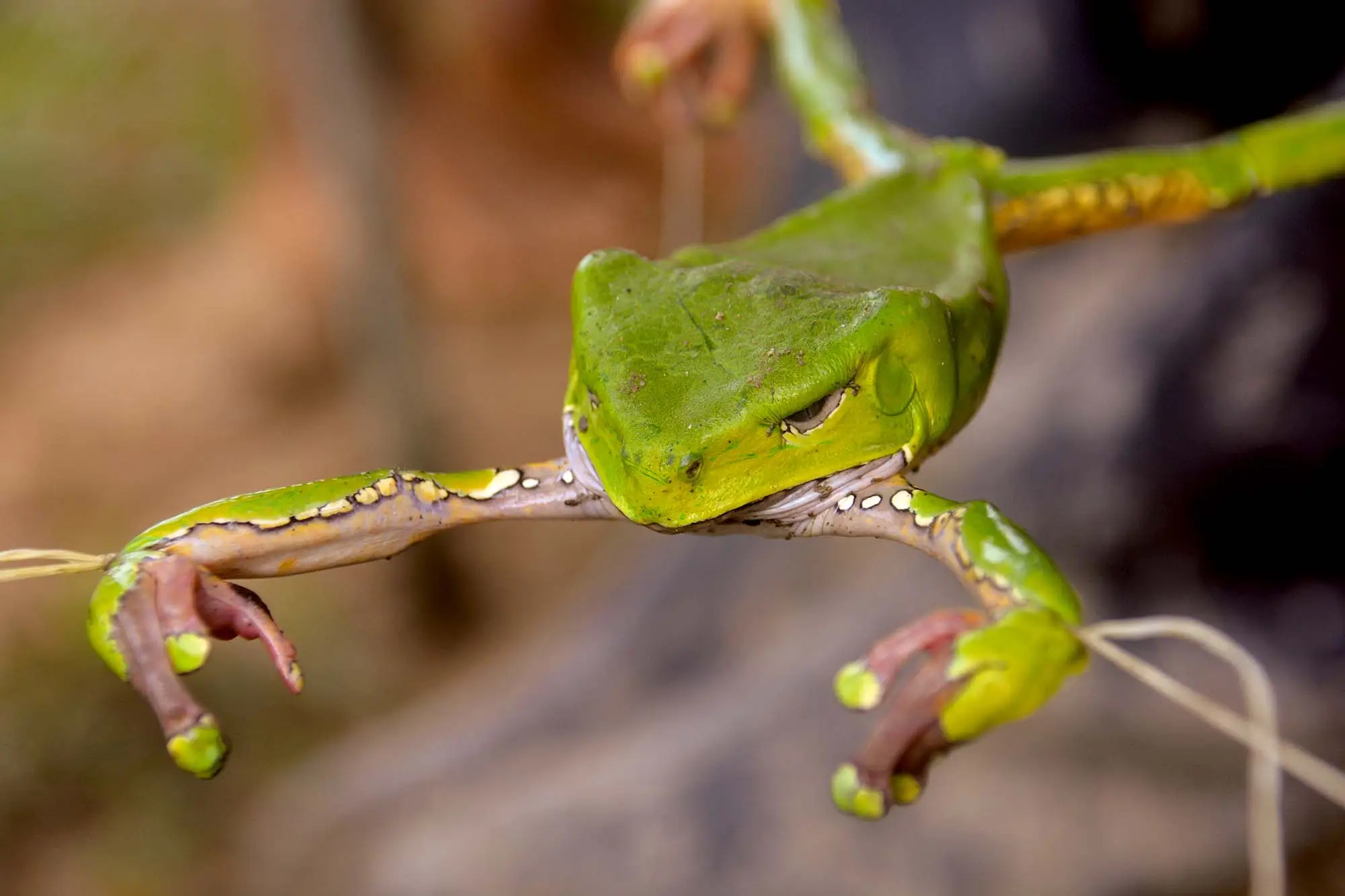 Giant Monkey Tree Frog (Phyllomedusa bicolor) for Kambo Secretion Extraction