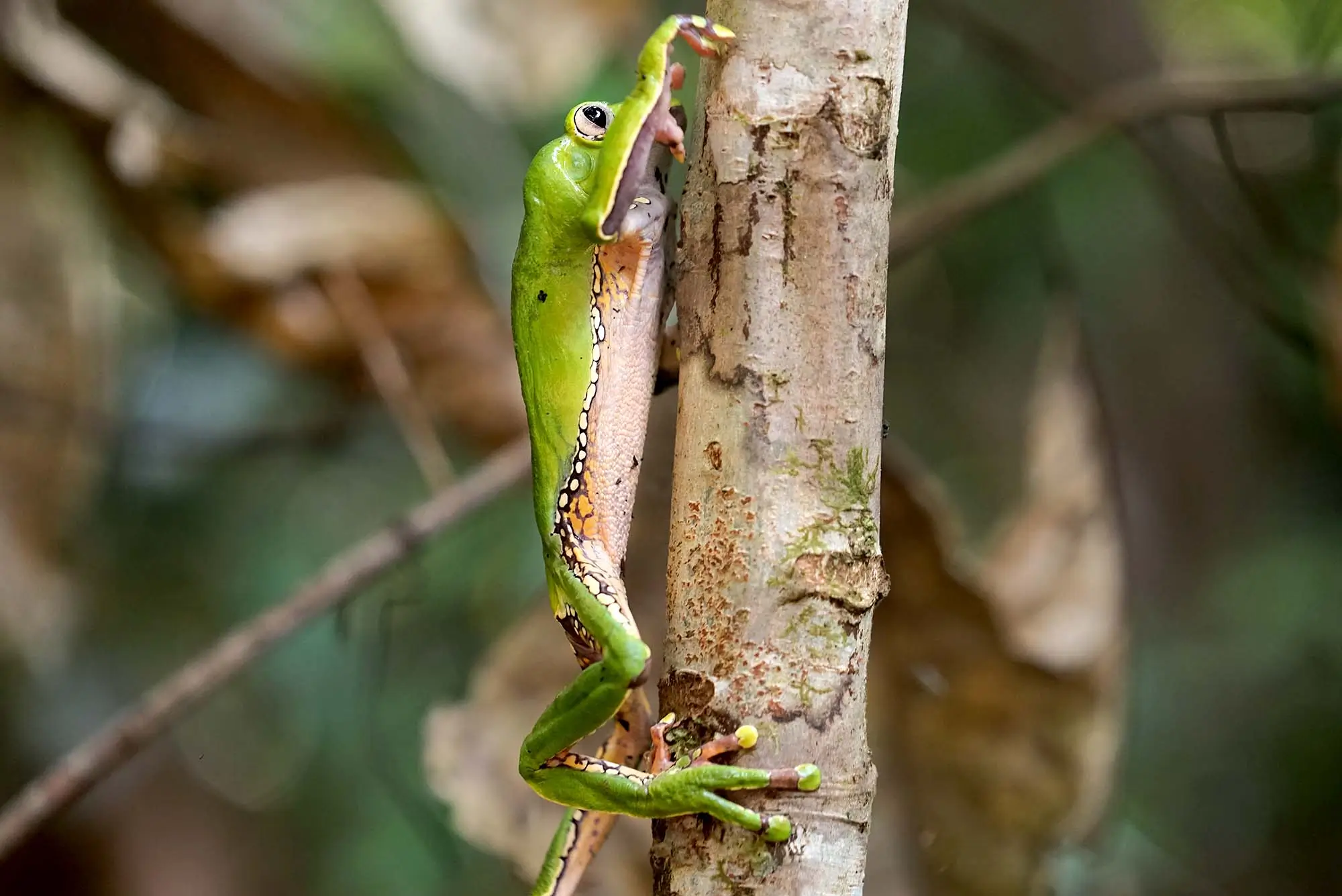 Giant Monkey Tree Frog (Phyllomedusa bicolor) in its Natural Amazon Habitat