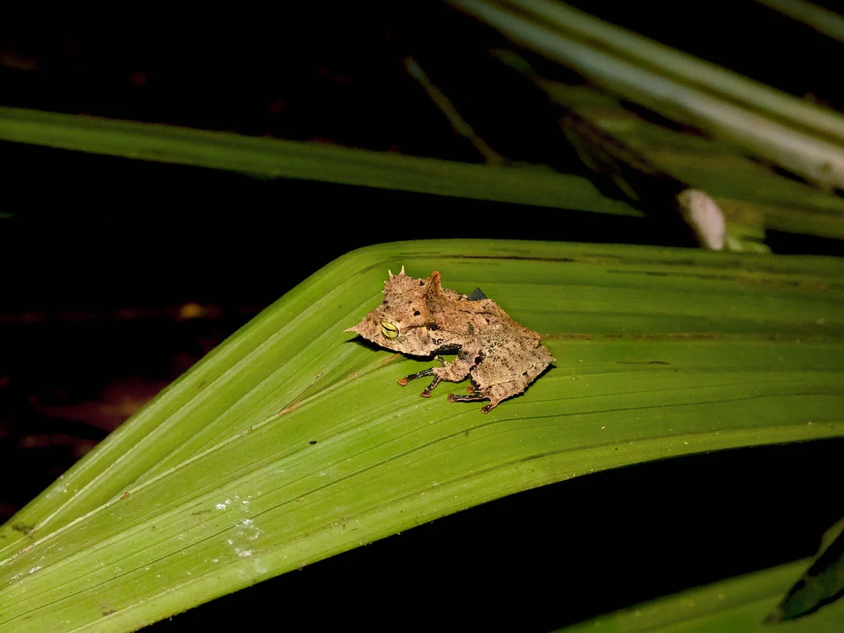 Horned Treefrog (Hemiphractus) in Sierra del Divisor National Park