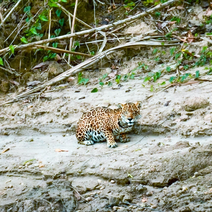 Jaguar Expedition-20 days amazon explorer peru