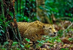 Jaguar-The-King-of-the-Amazon-Jungle-1