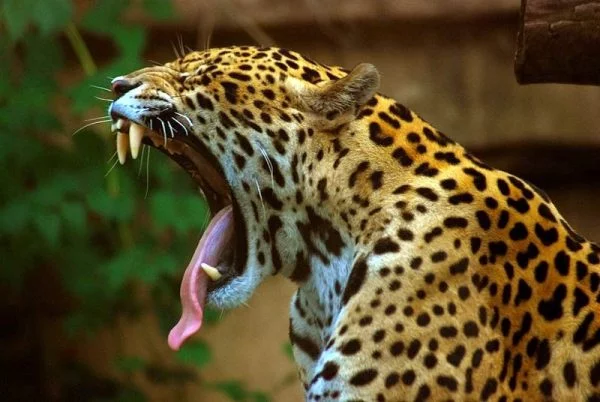 Jaguar-The-King-of-the-Amazon-Jungle-2