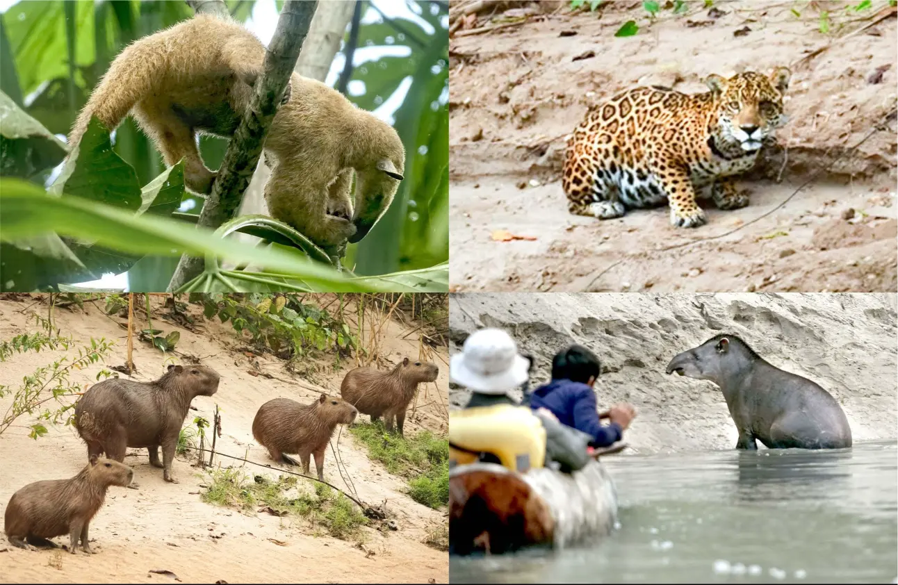 Mammals of Sierra del Divisor