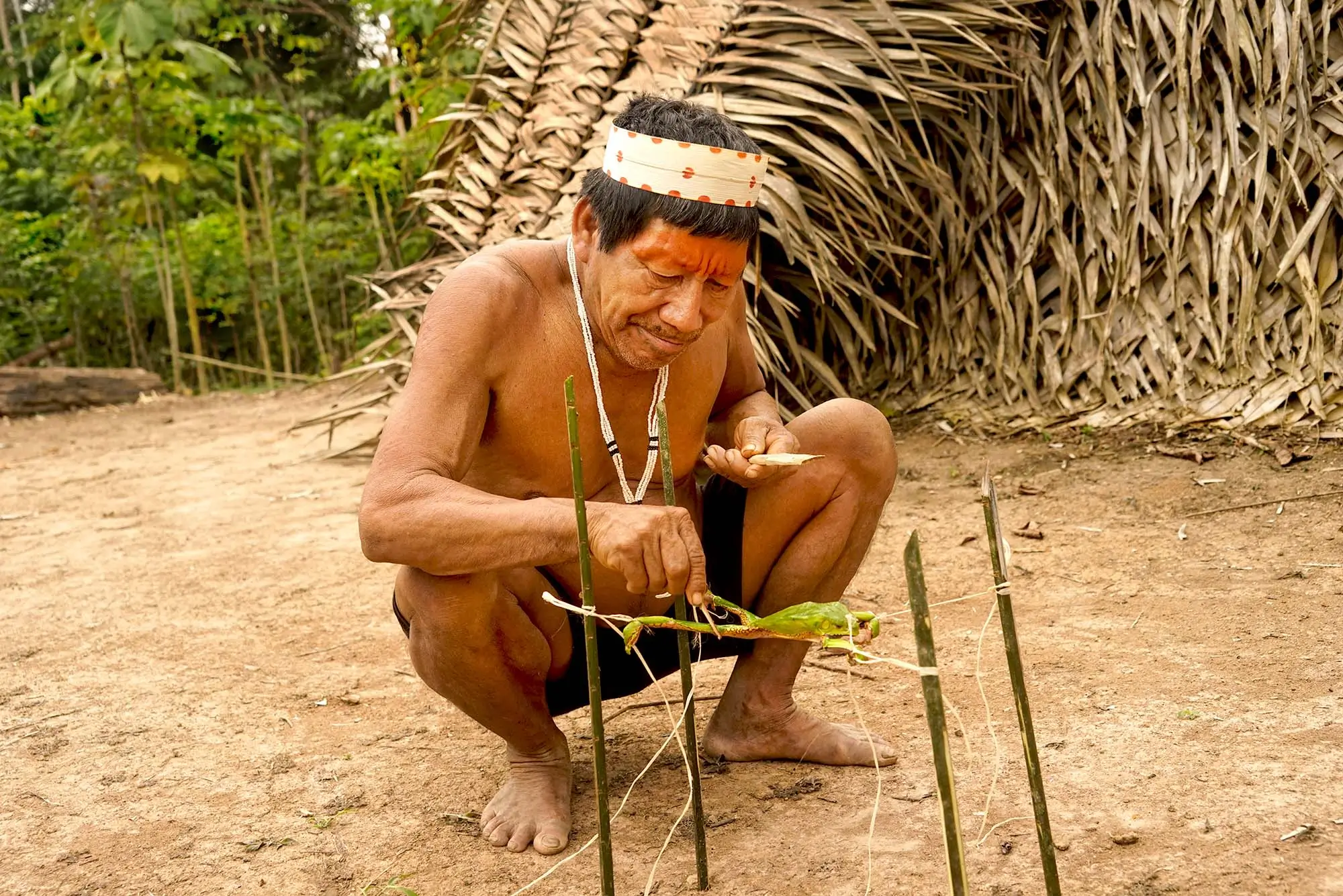 Matses expert frog poison extraction Amazon