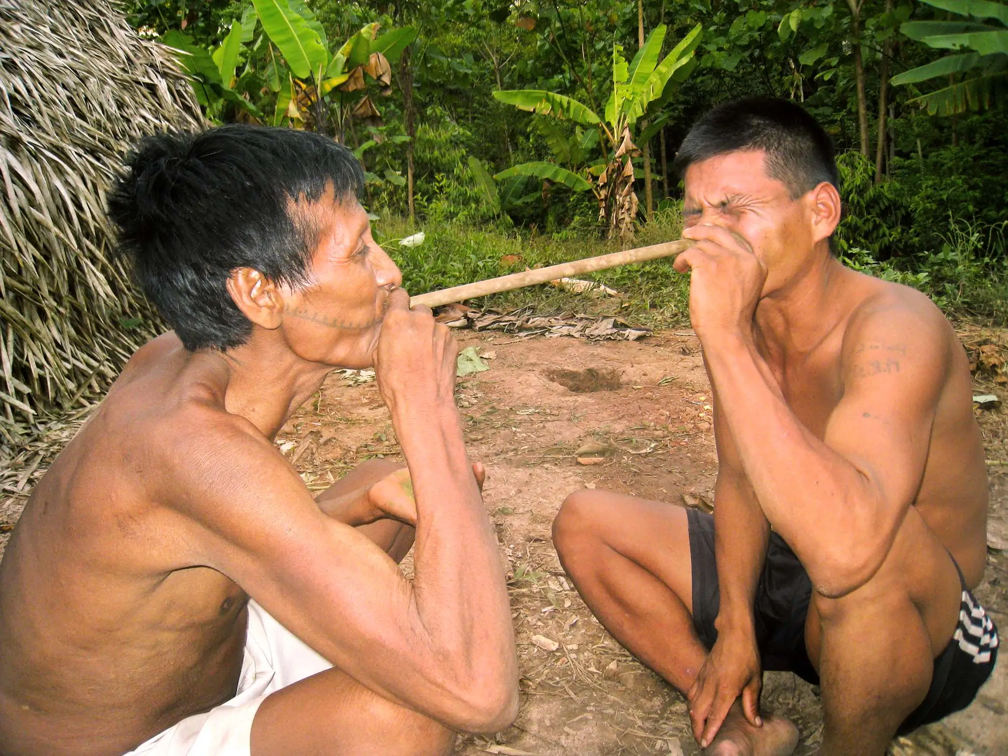 Matses tobacco blowing ritual Amazon rainforest