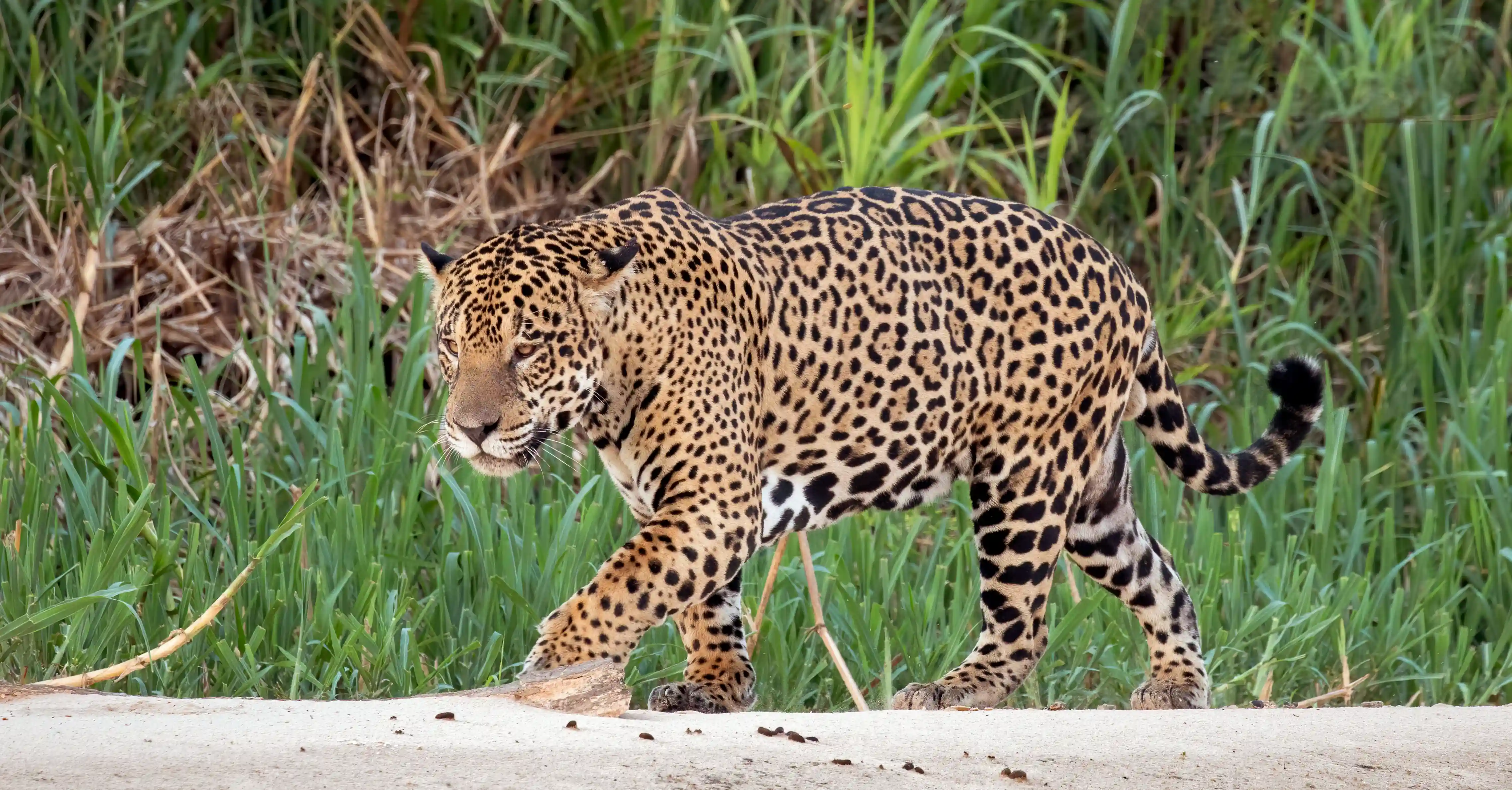 Panthera onca - Jaguar