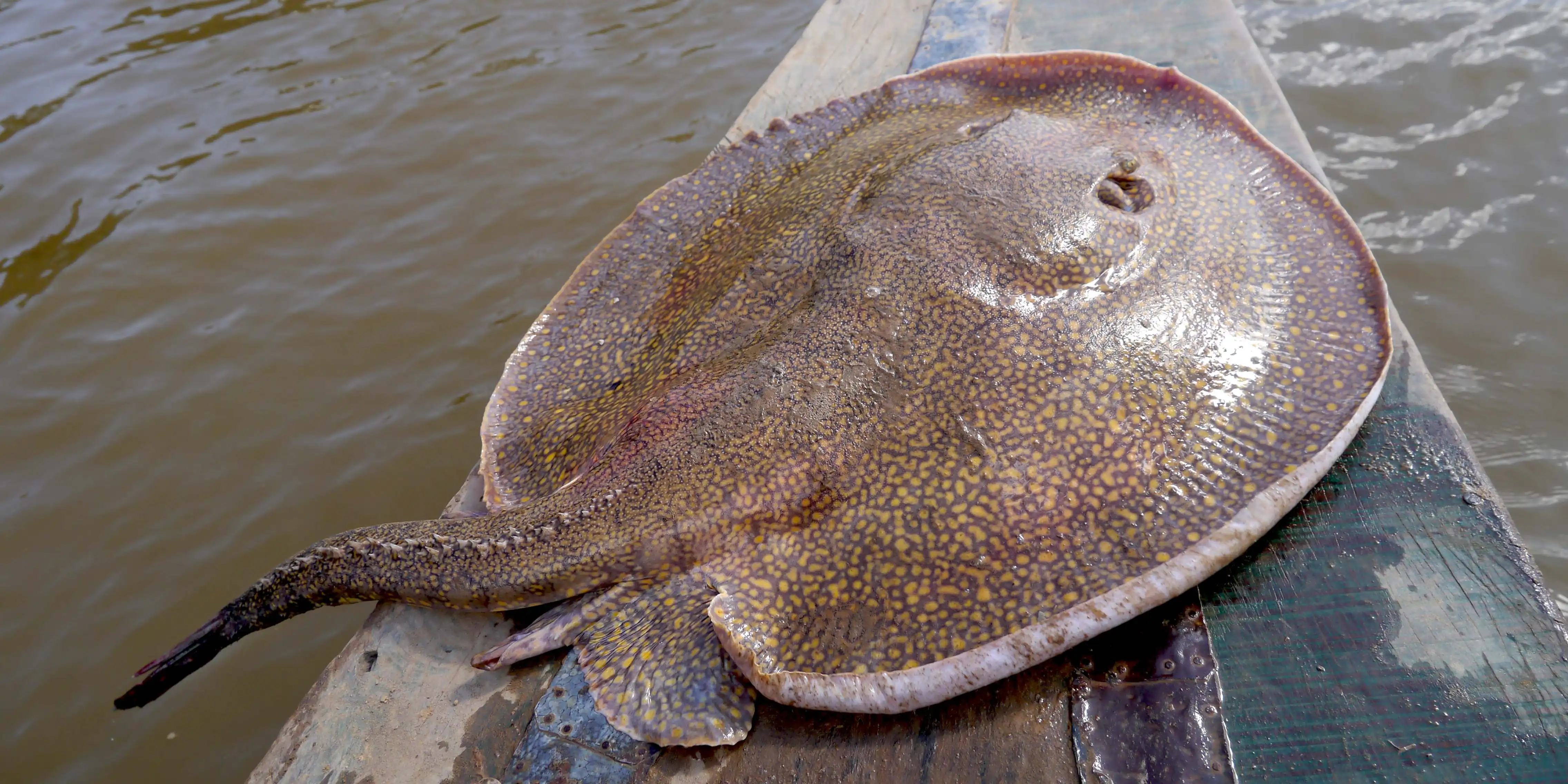 Potamotrygon sp - Raya
