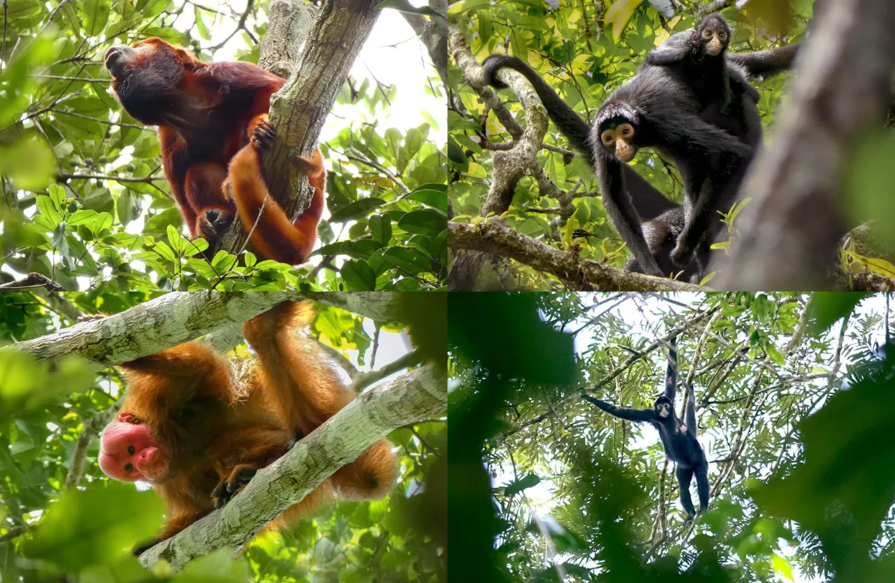 Primates of Sierra del Divisor National Park