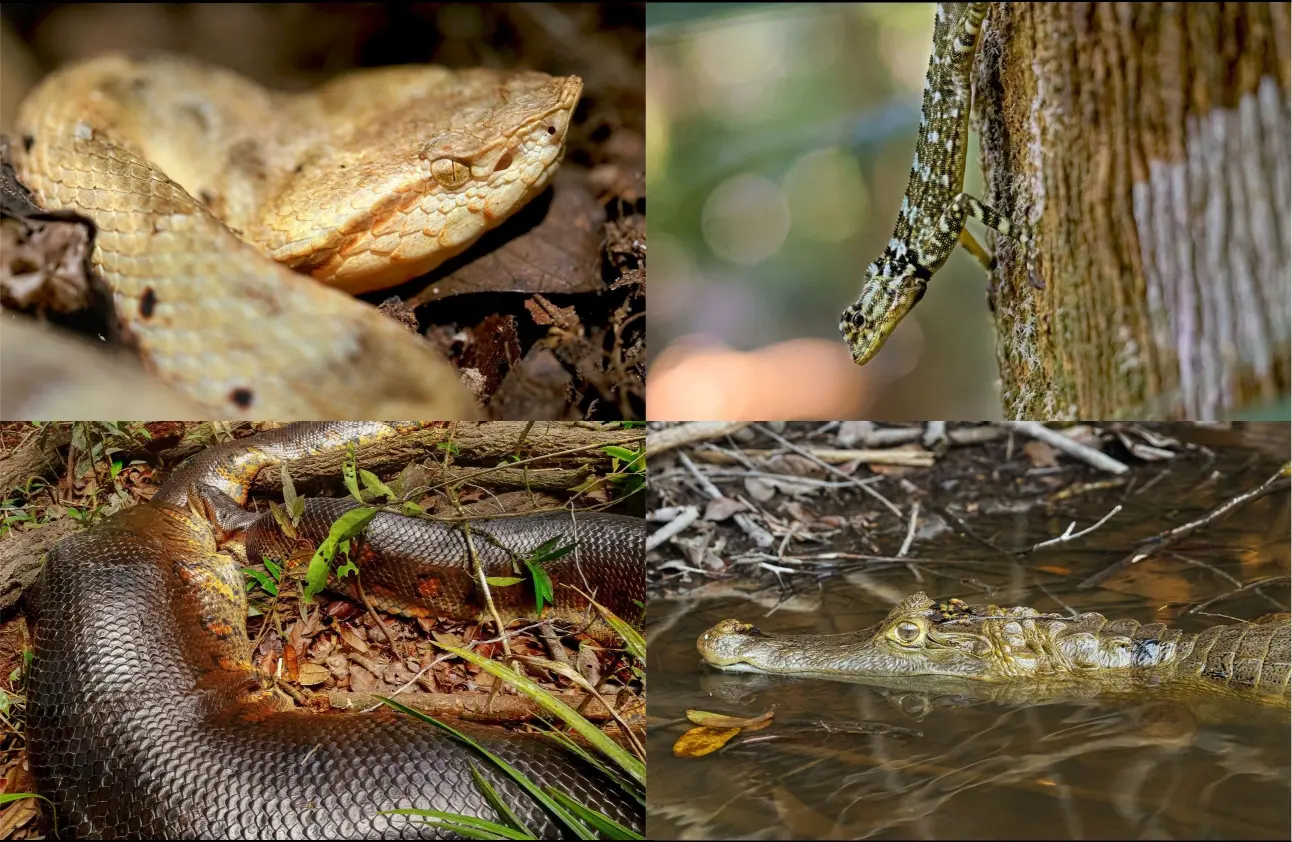 Reptiles of Sierra del Divisor