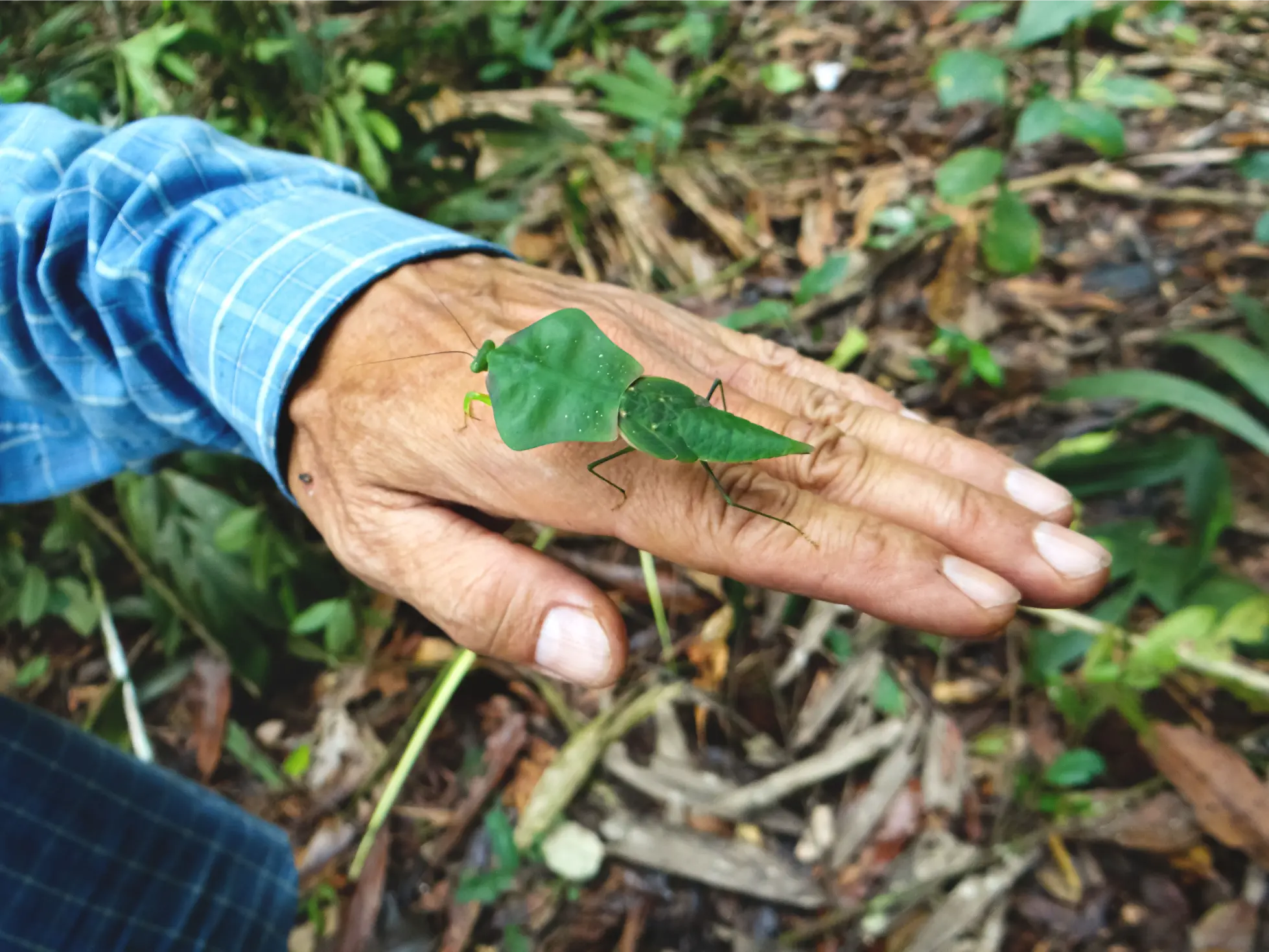 Sierra del Divisor Leaf Mantis