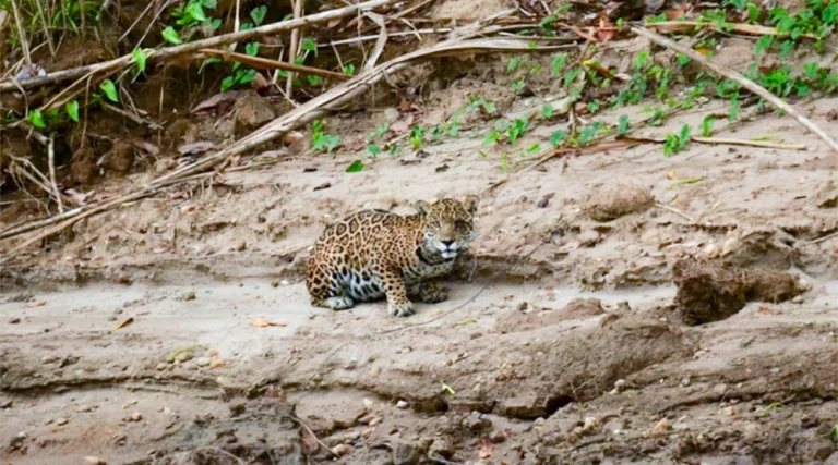 The Jaguar (Panthera onca) The King of the Amazon Jungle