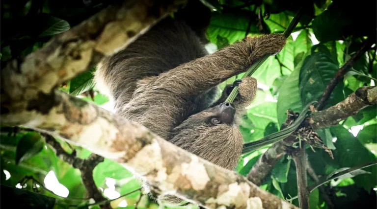 The Sloth Neotropical Rainfortest Mammals, Amazon Jungle