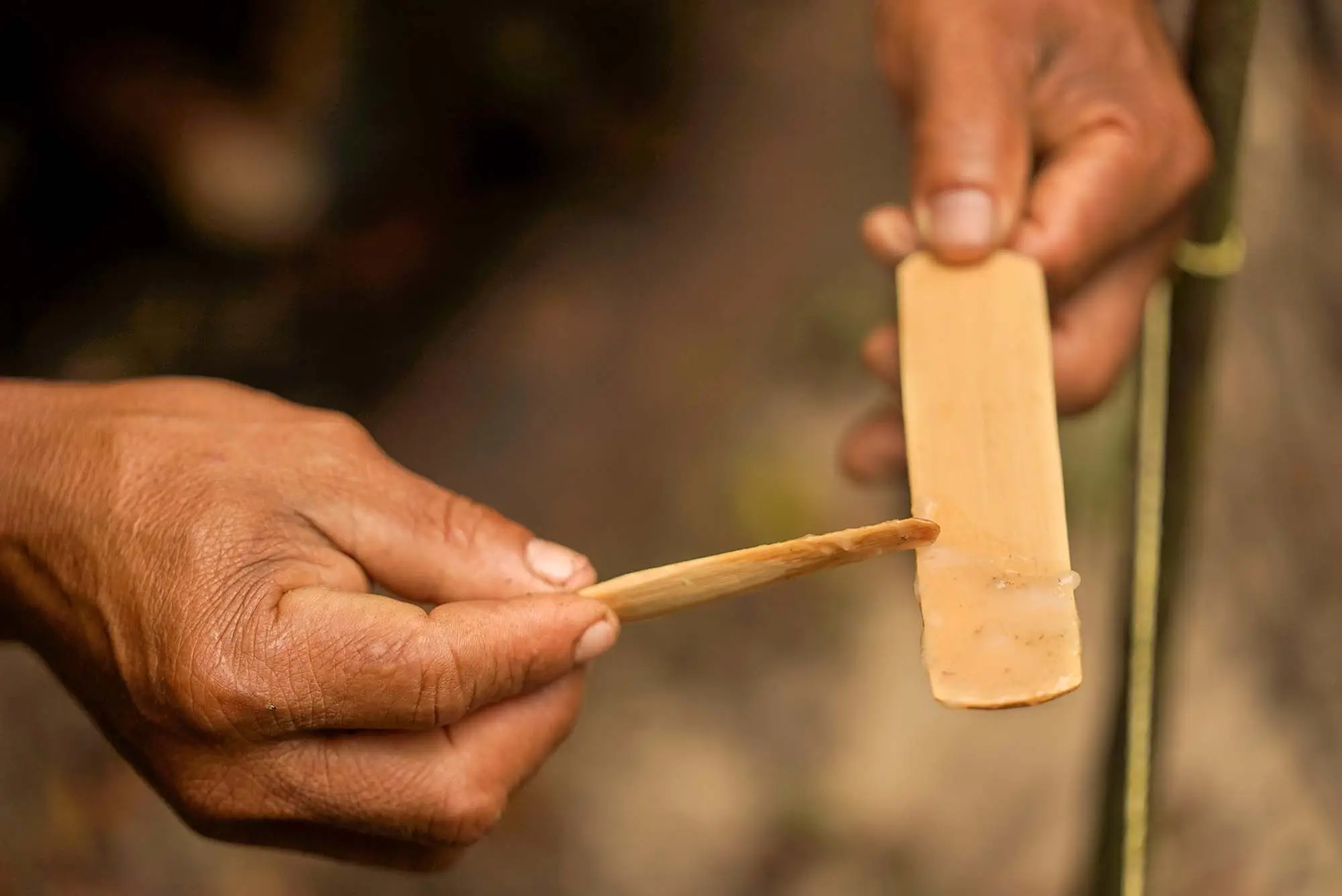 Traditional Matsés Method of Kambo Secretion Collection and Preparation