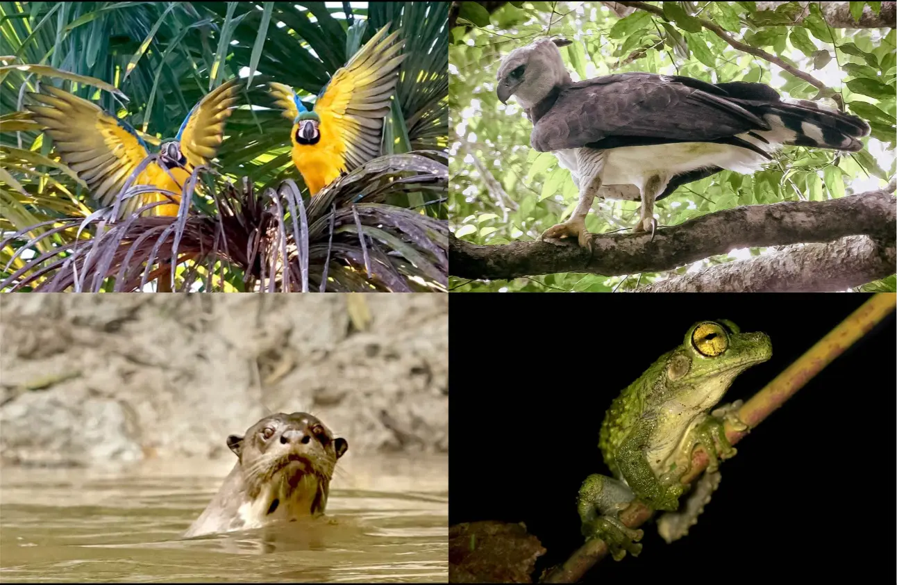 Wildlife of Sierra del Divisor