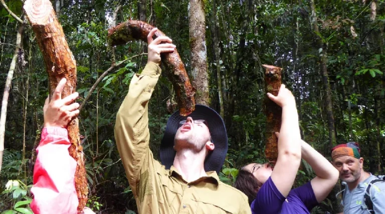 blog What Are The Best Hacks For a Real Jungle Experience